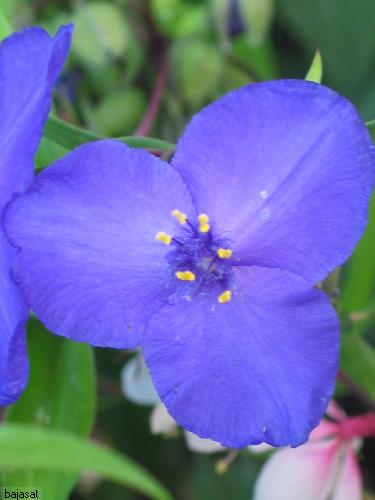 Tradescantia zwanenburg